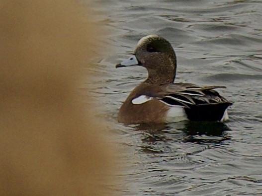 葡萄胸鴨 - ML646273045