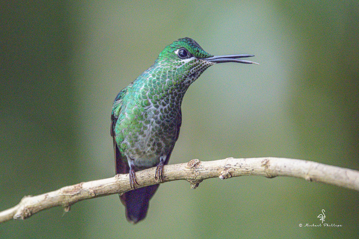 Green-crowned Brilliant - ML646273046