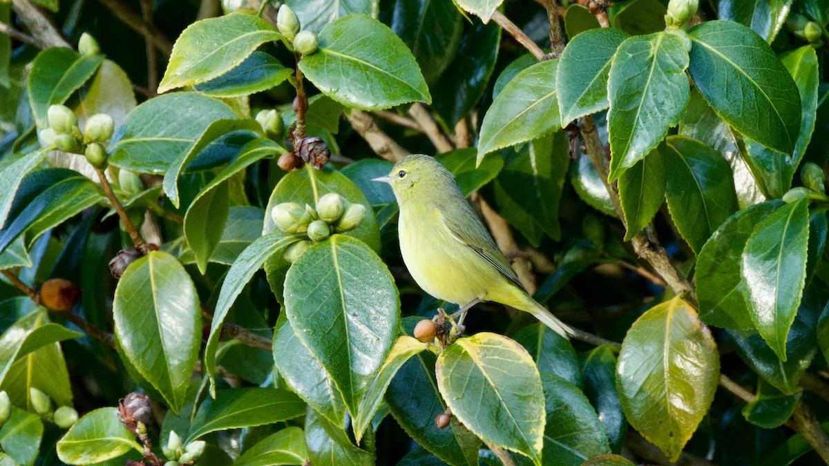 Orange-crowned Warbler - ML646273049