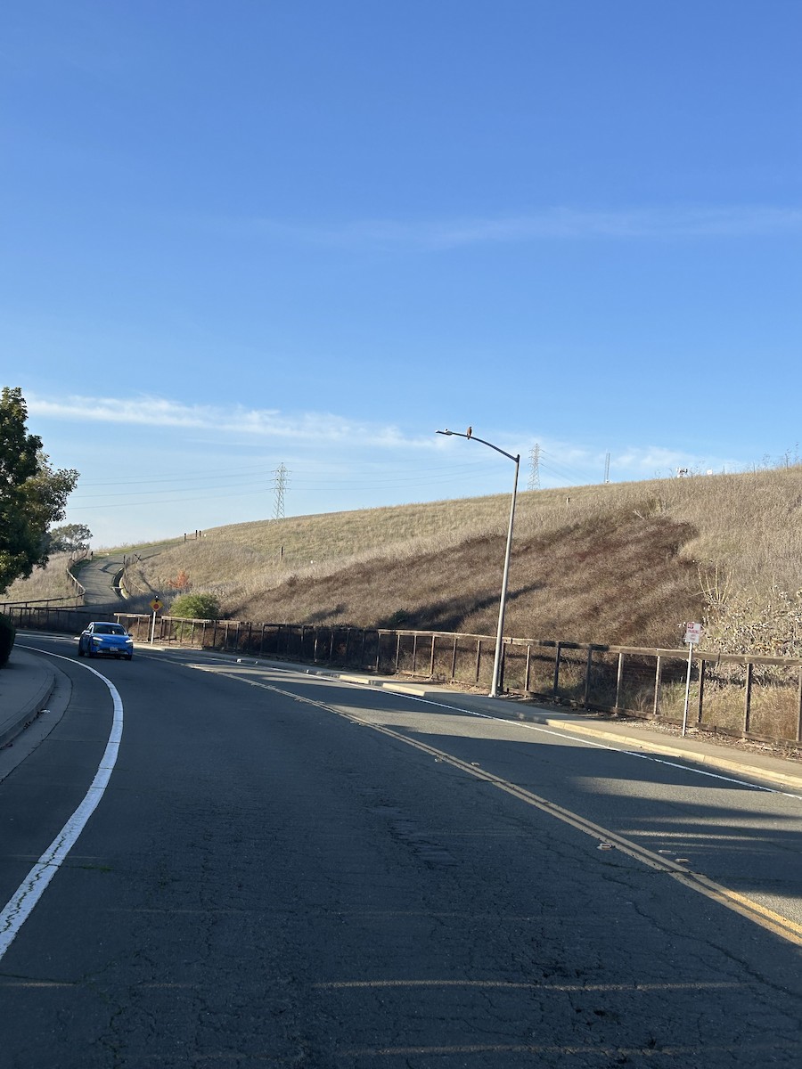 Cooper's Hawk - ML646273050