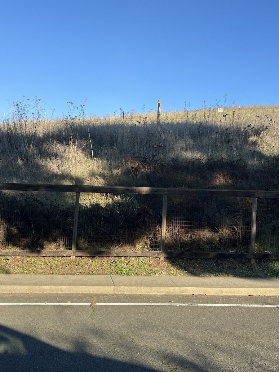 Cooper's Hawk - ML646273051