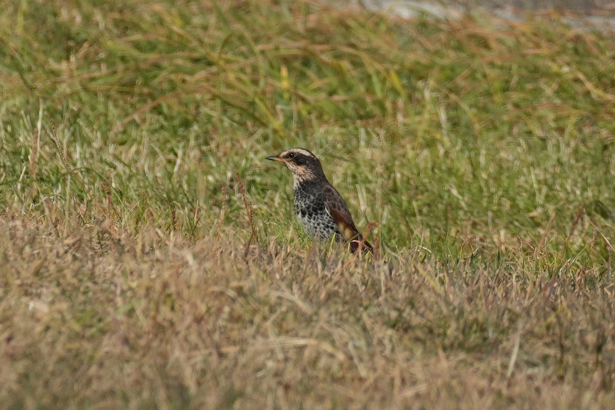 斑點鶇 - ML646273053