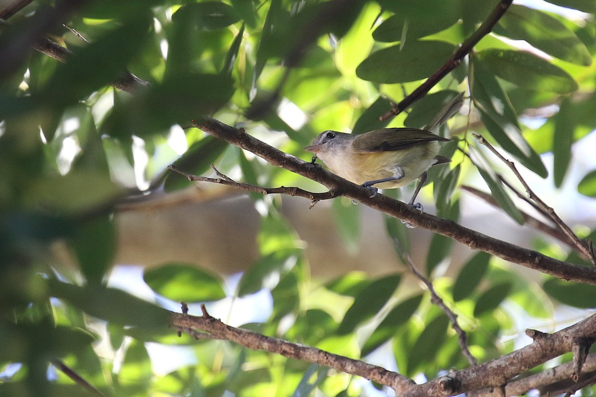 Puerto Rican Vireo - ML646273054