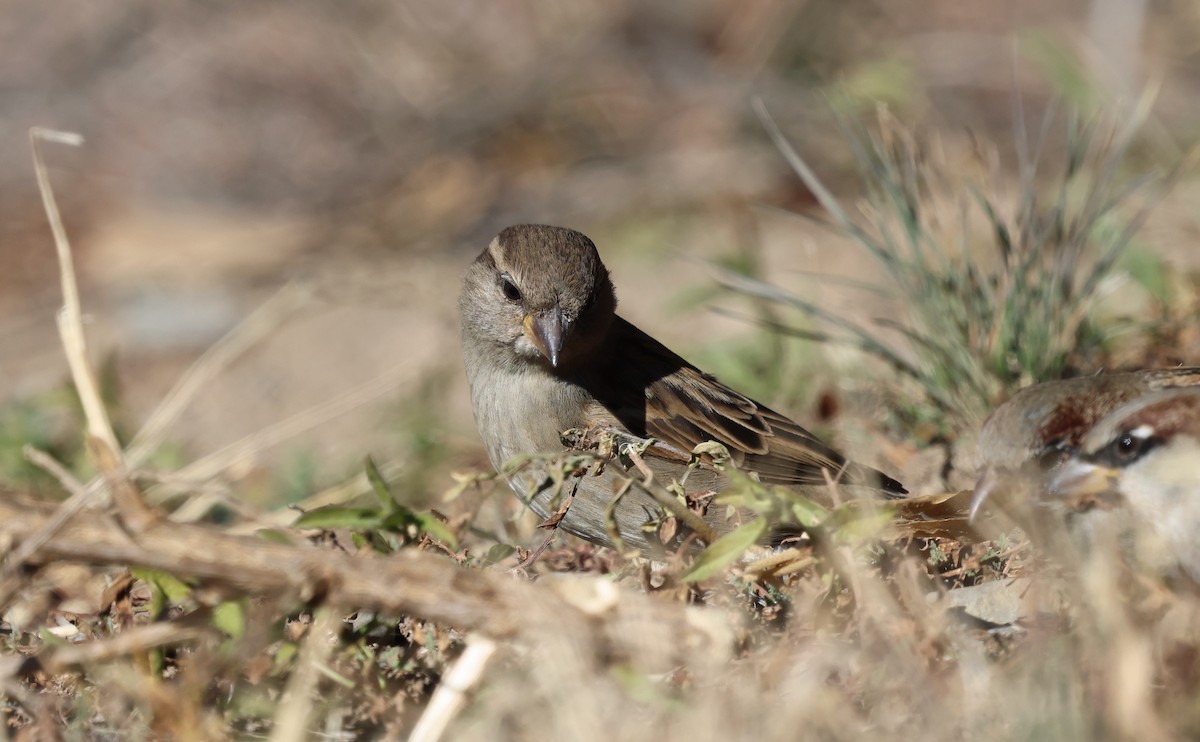 家麻雀 - ML646273056