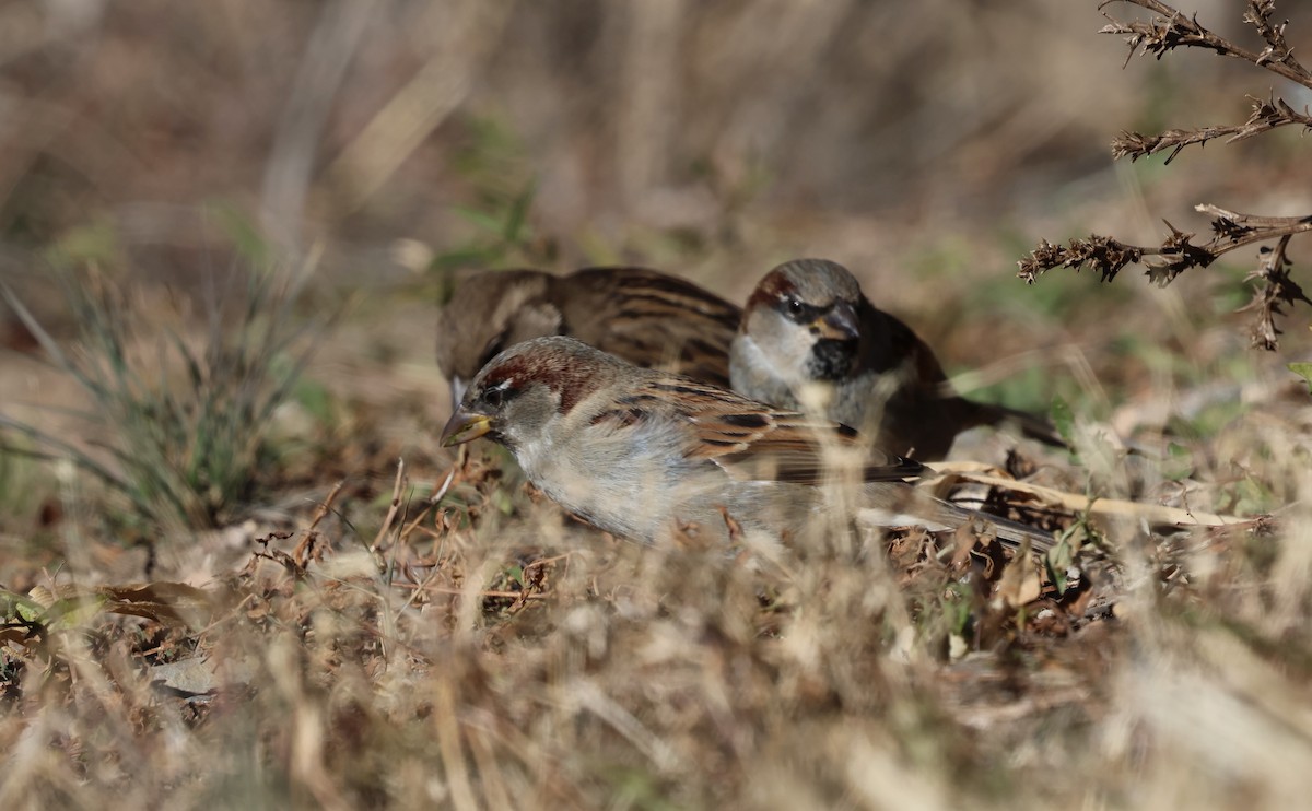 家麻雀 - ML646273057