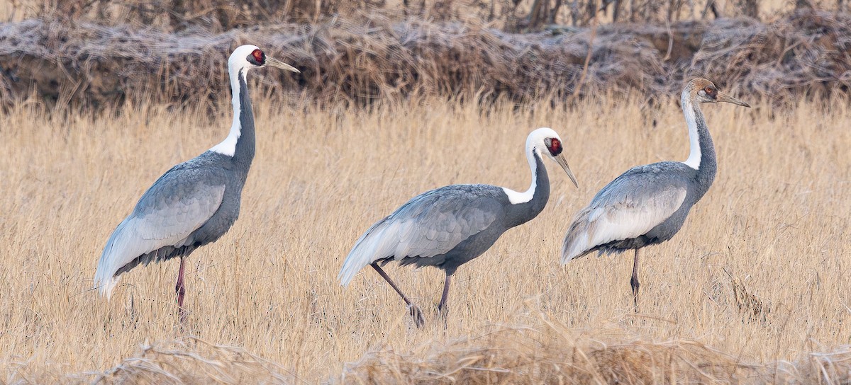 白枕鶴 - ML646273059