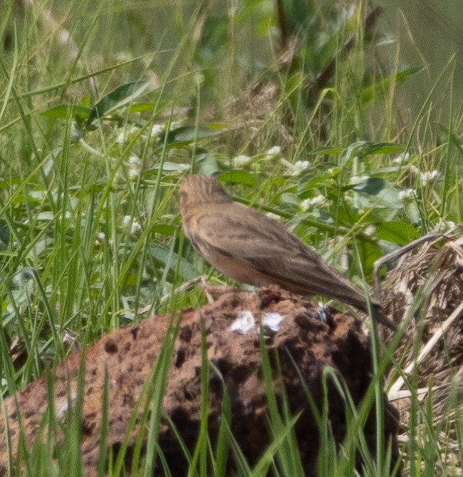 賽氏短趾百靈 - ML646273061