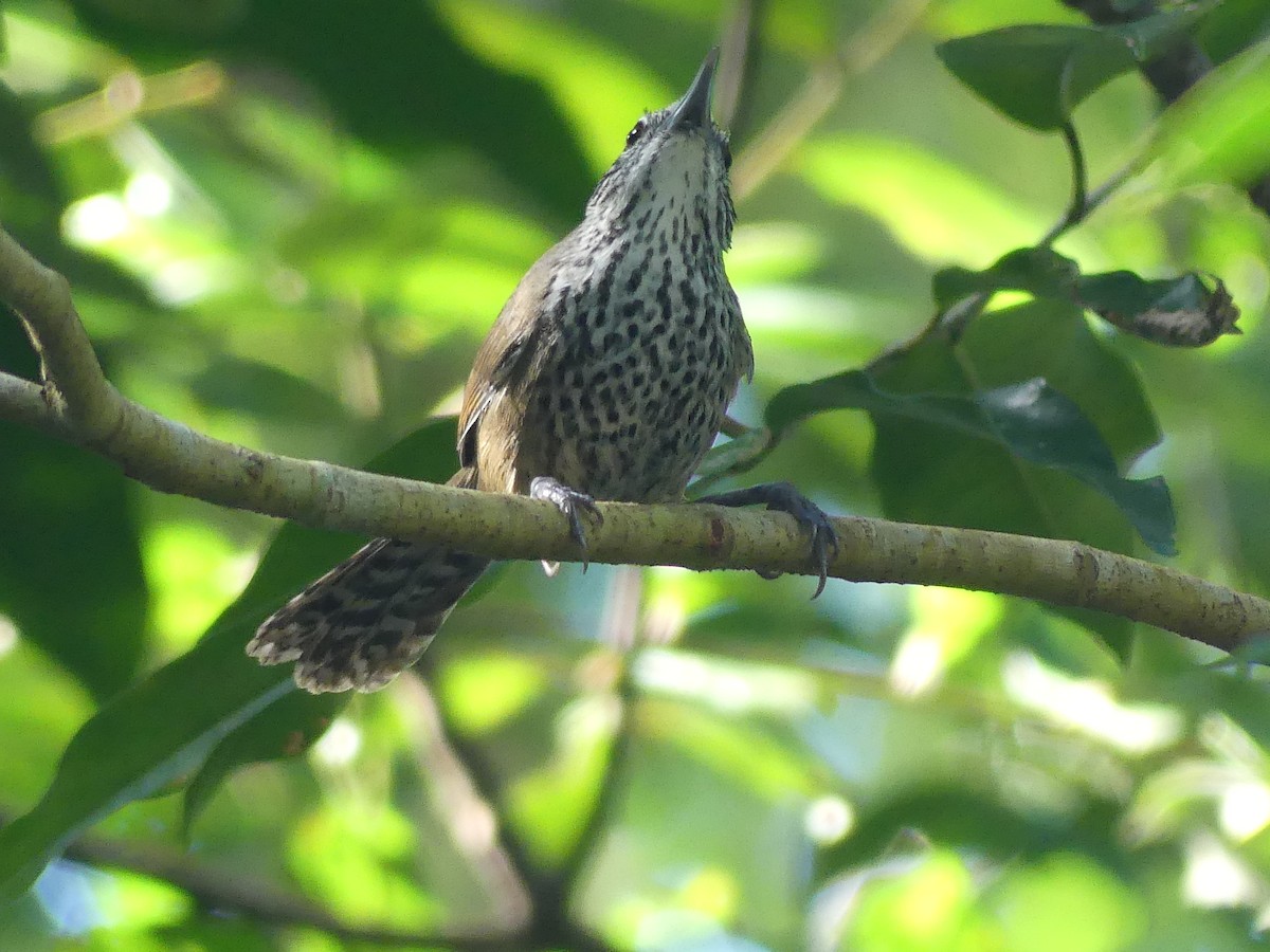 Spot-breasted Wren - ML646273065