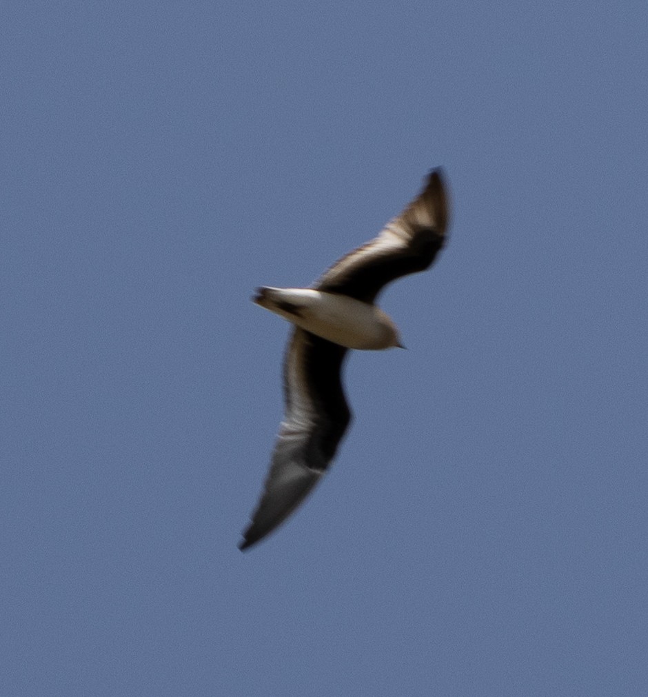 Small Pratincole - ML646273066