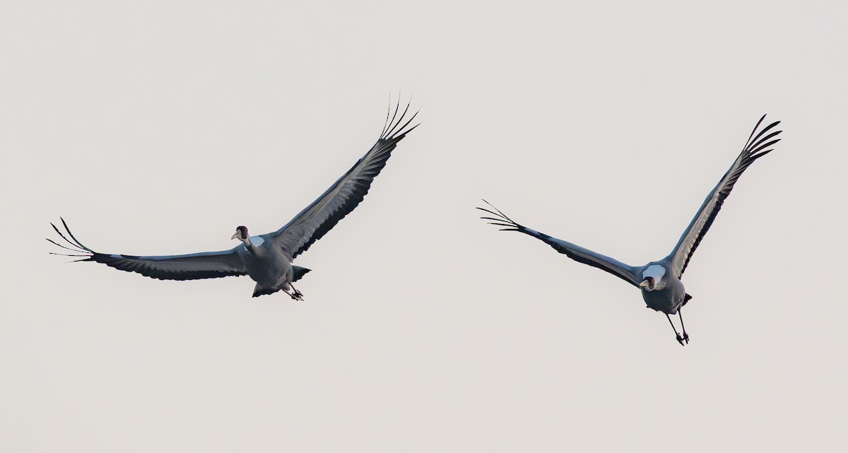 白枕鶴 - ML646273067