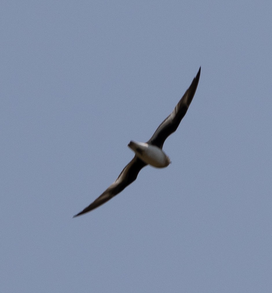 Small Pratincole - ML646273068