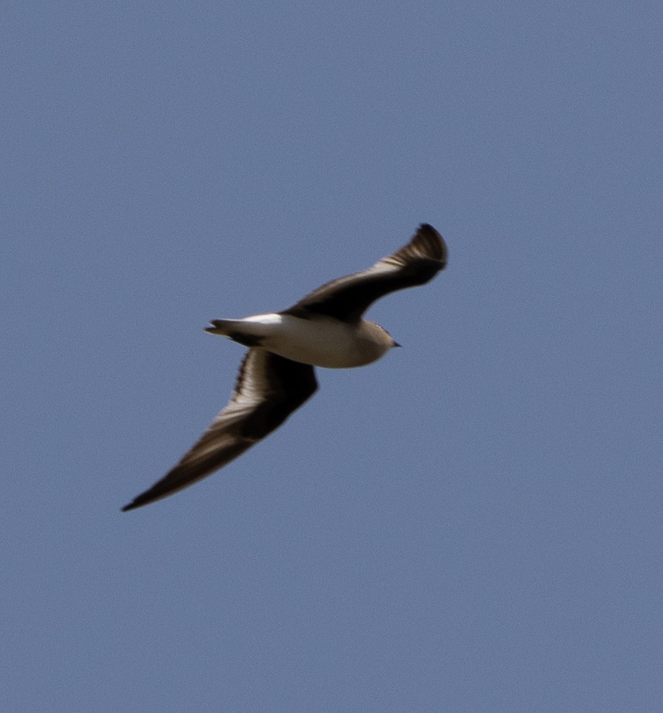 Small Pratincole - ML646273069