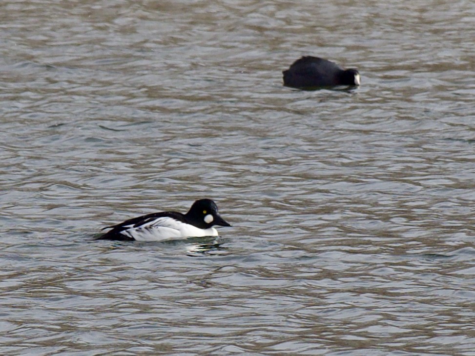 鵲鴨 - ML646273070