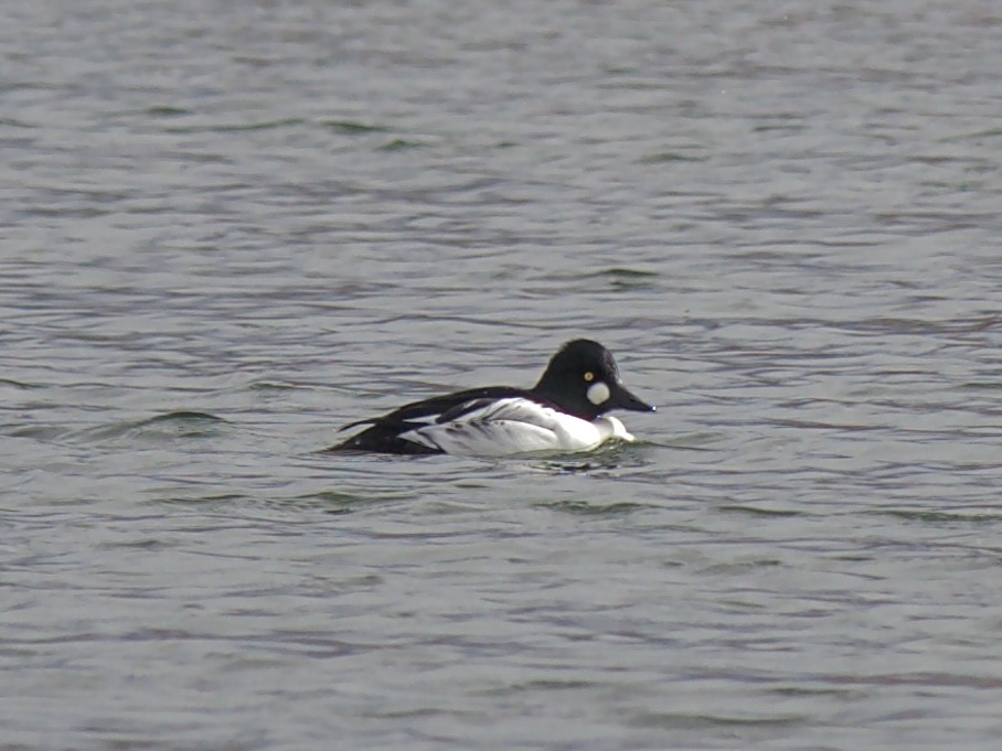 鵲鴨 - ML646273071