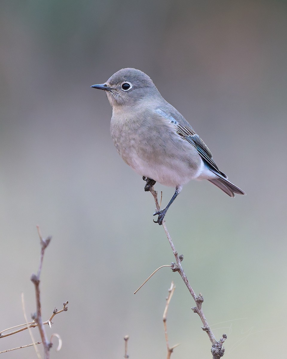 Mountain Bluebird - ML646273072