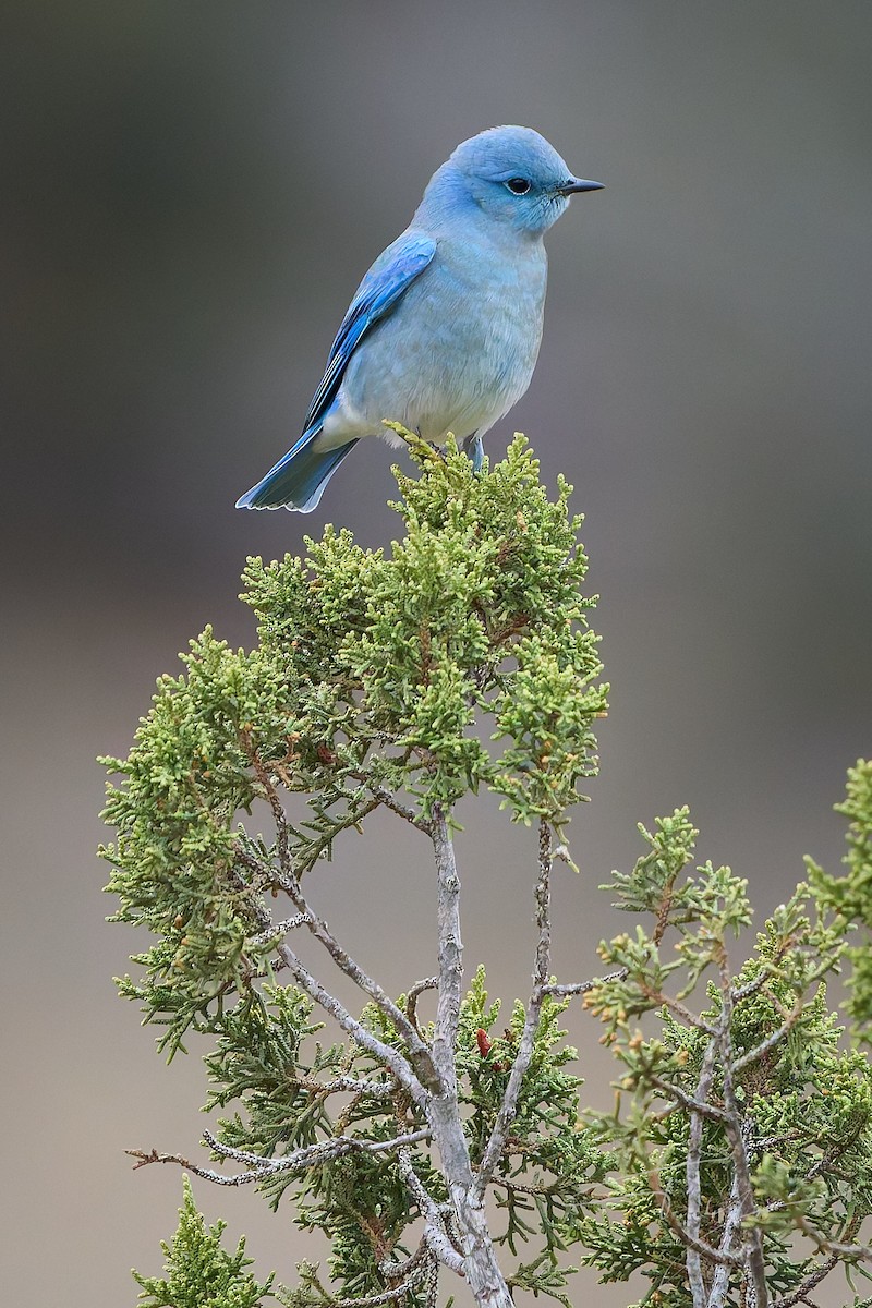 Mountain Bluebird - ML646273073