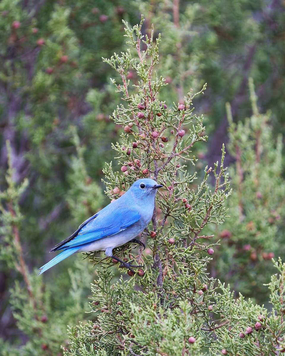 Mountain Bluebird - ML646273074