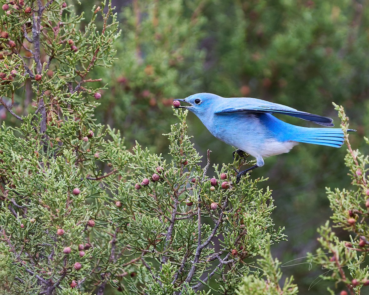 Mountain Bluebird - ML646273075