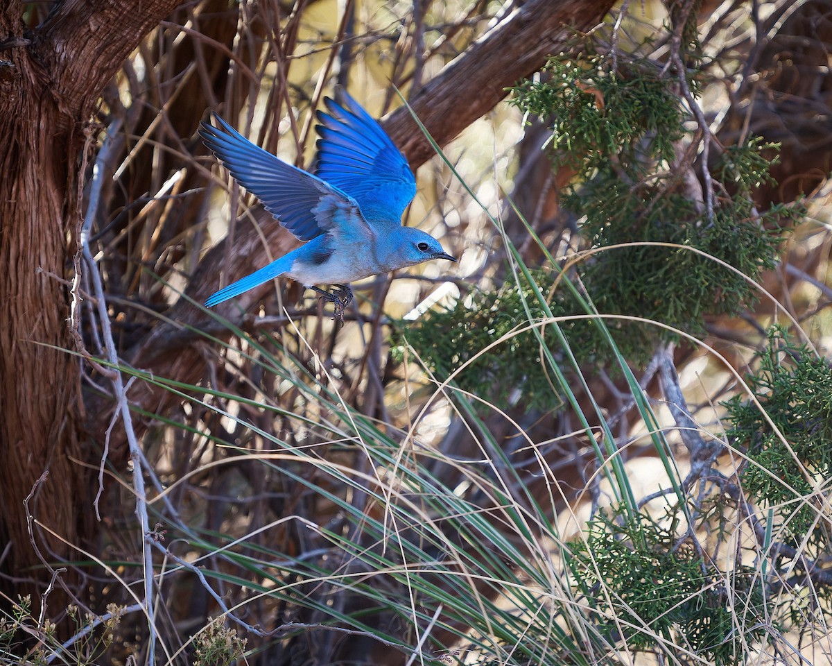 Mountain Bluebird - ML646273076