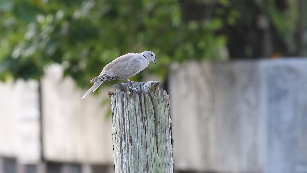 African Collared-Dove - ML646273079