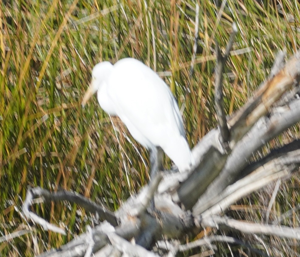 Koartza zuria - ML646273082