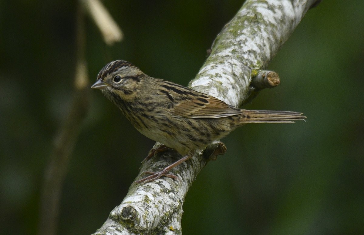 Lincoln's Sparrow - ML646273083