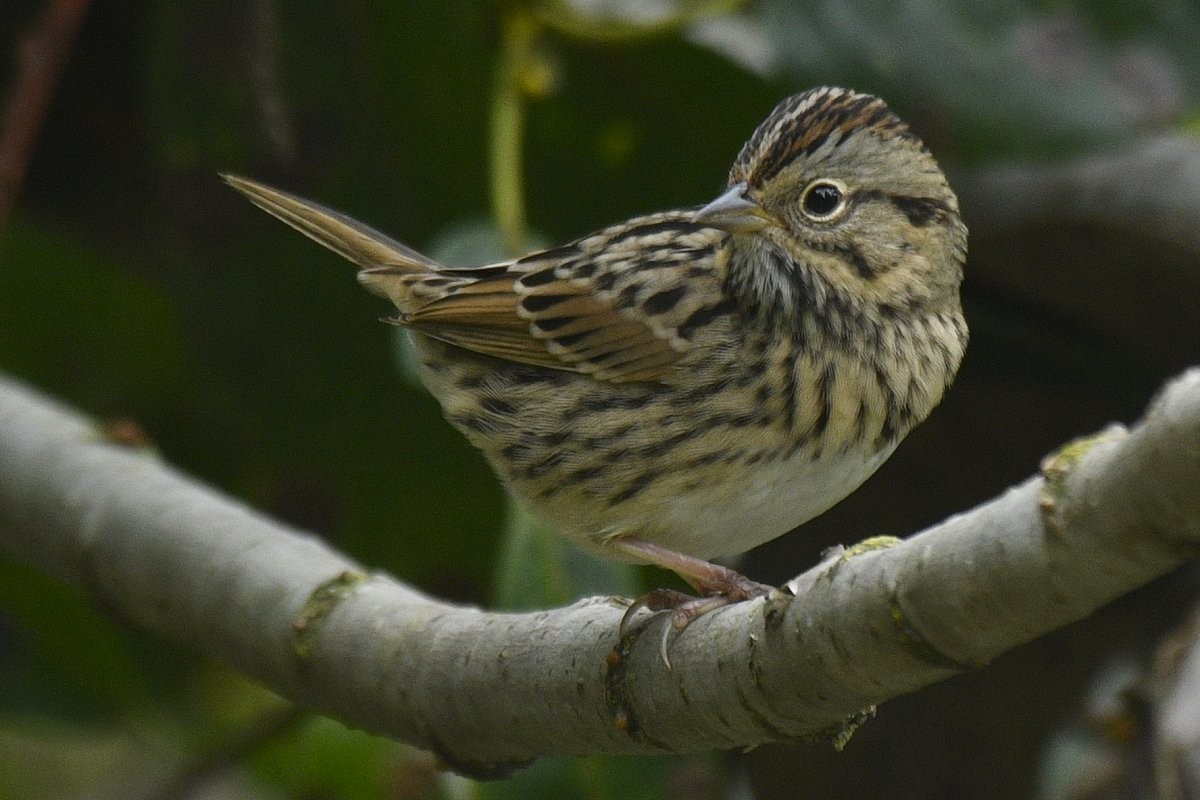 Lincoln's Sparrow - ML646273084