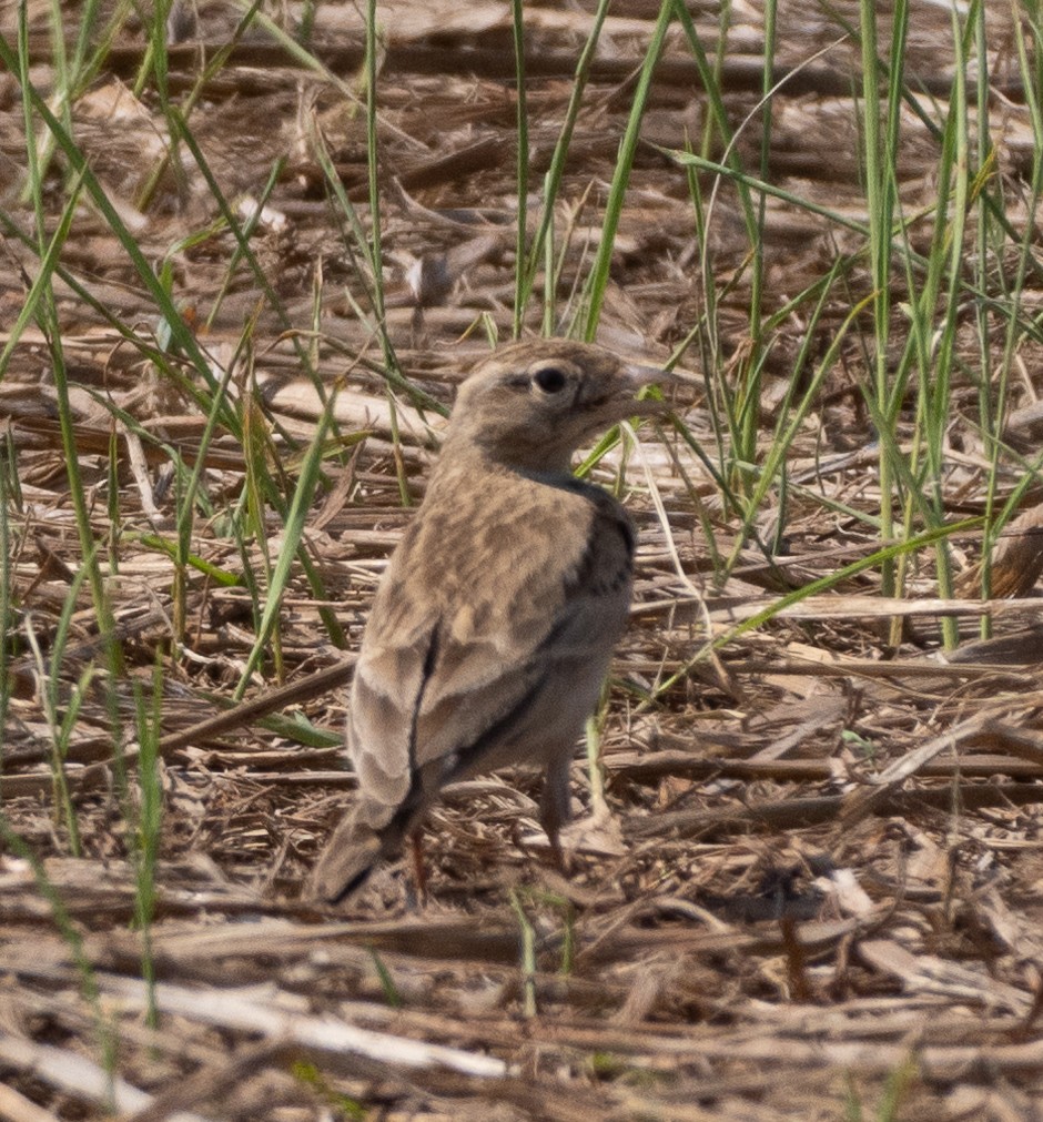 Mongolian Short-toed Lark - ML646273088