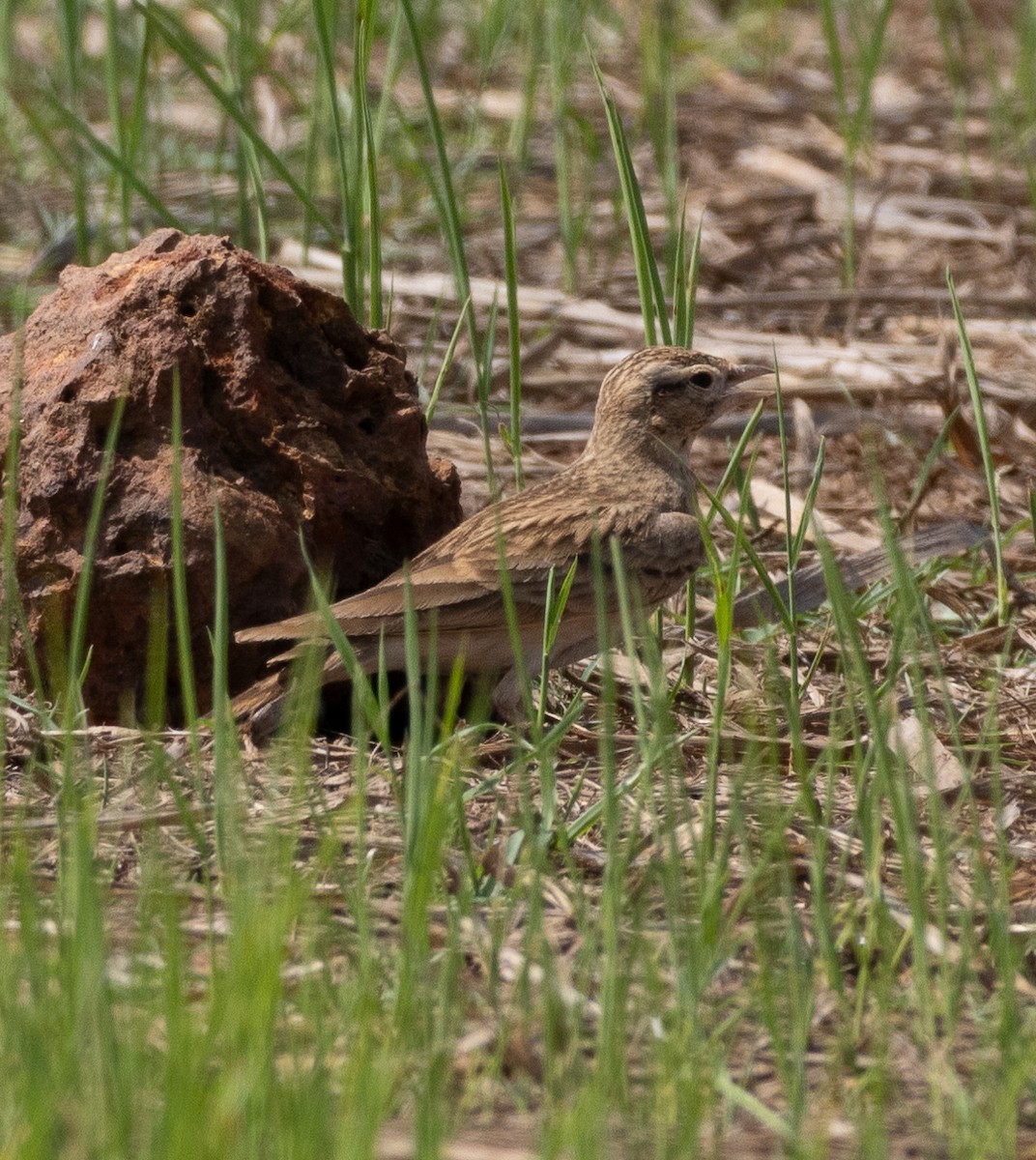 Mongolian Short-toed Lark - ML646273098
