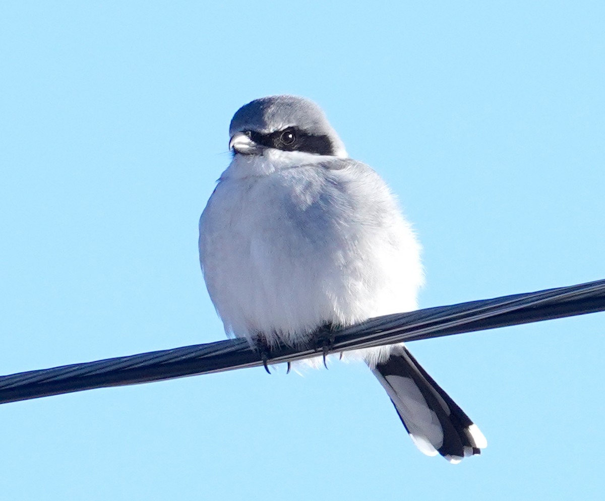 Loggerhead Shrike - ML646273099