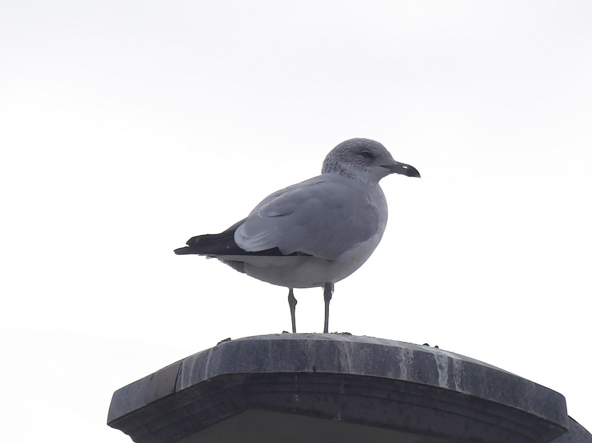 Ring-billed Gull - ML646273104