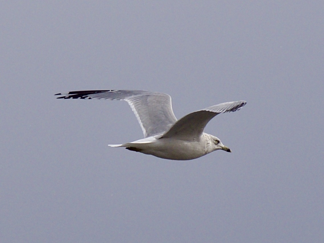 Ring-billed Gull - ML646273105
