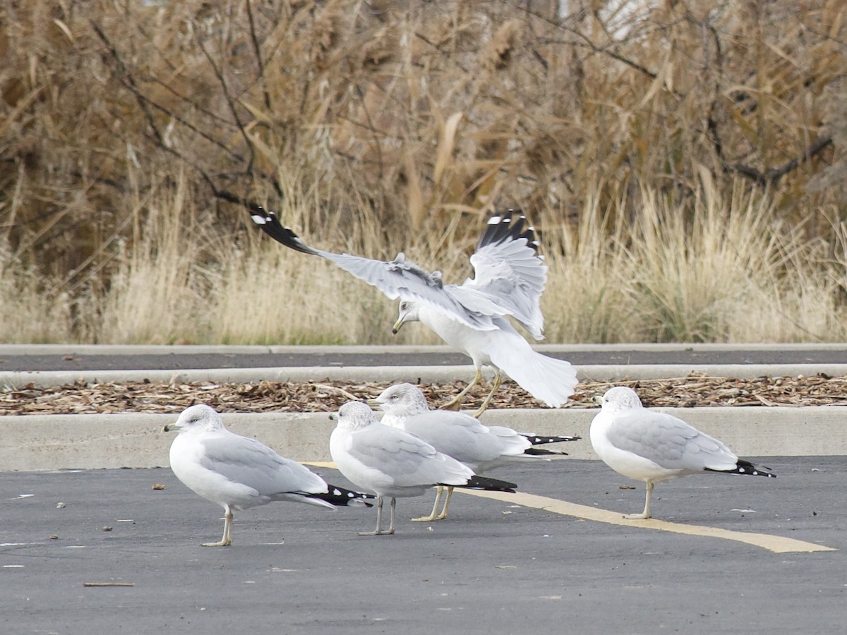 Ring-billed Gull - ML646273106