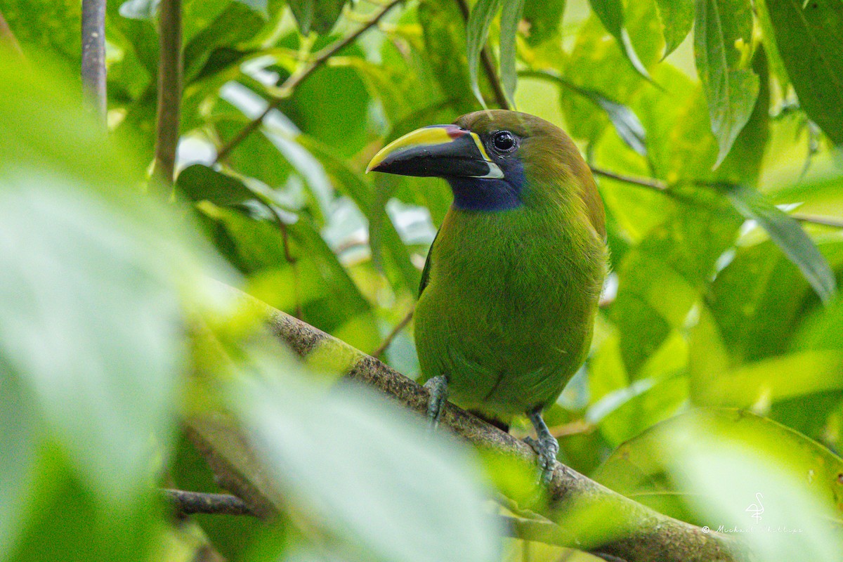 Northern Emerald-Toucanet - ML646273108