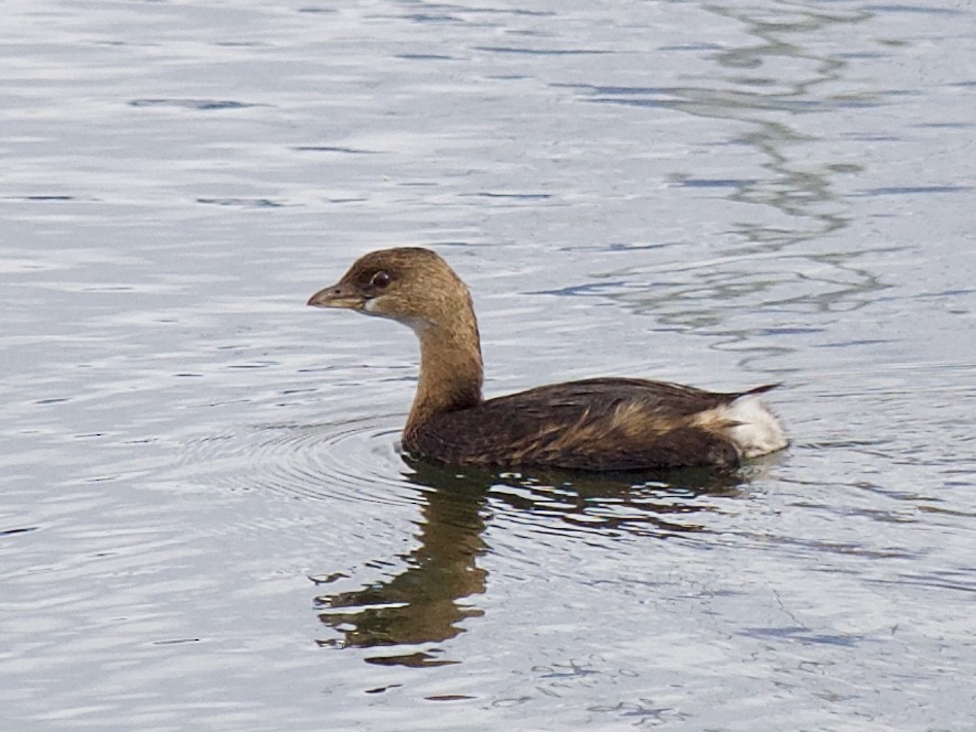 Pied-billed Grebe - ML646273117
