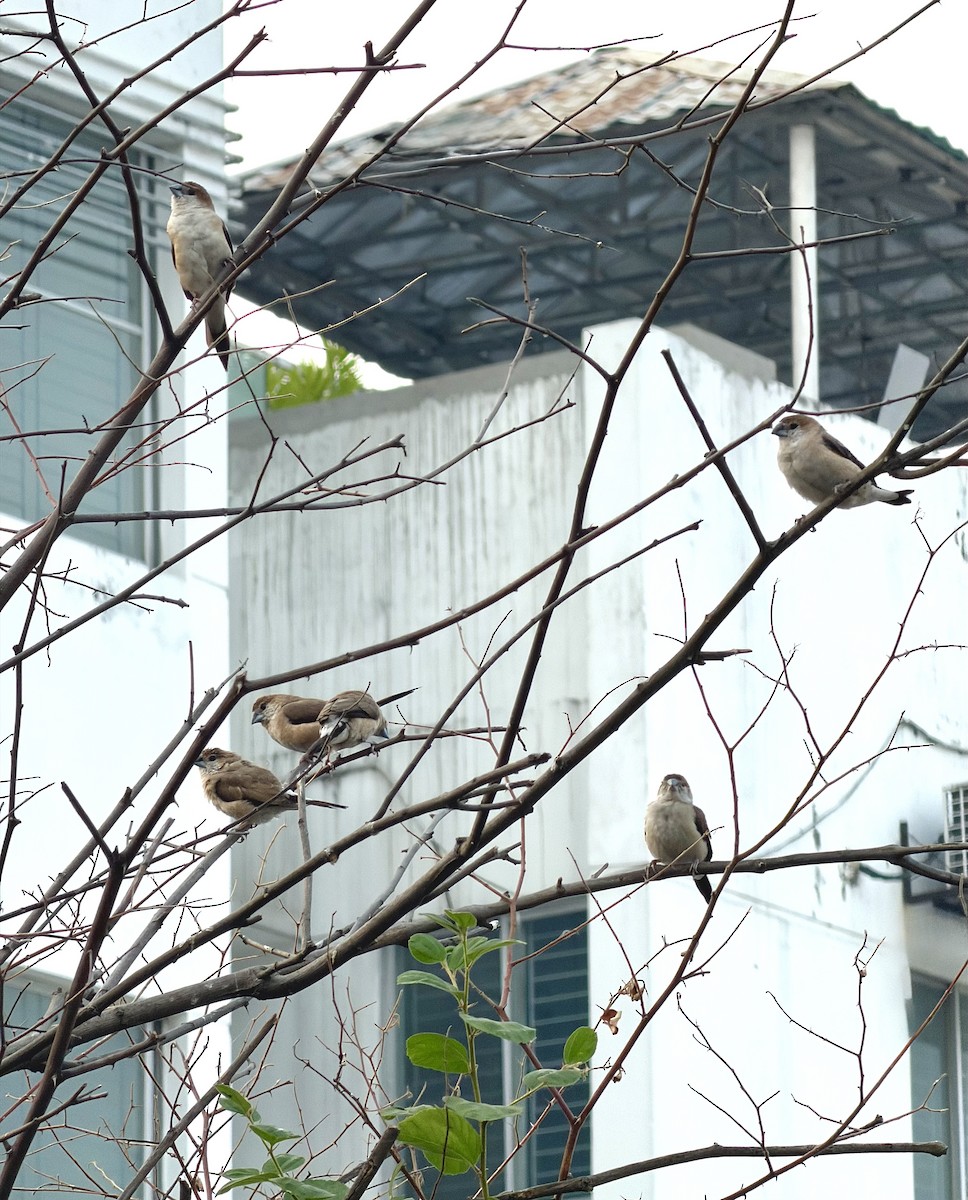 Indian Silverbill - ML646273118