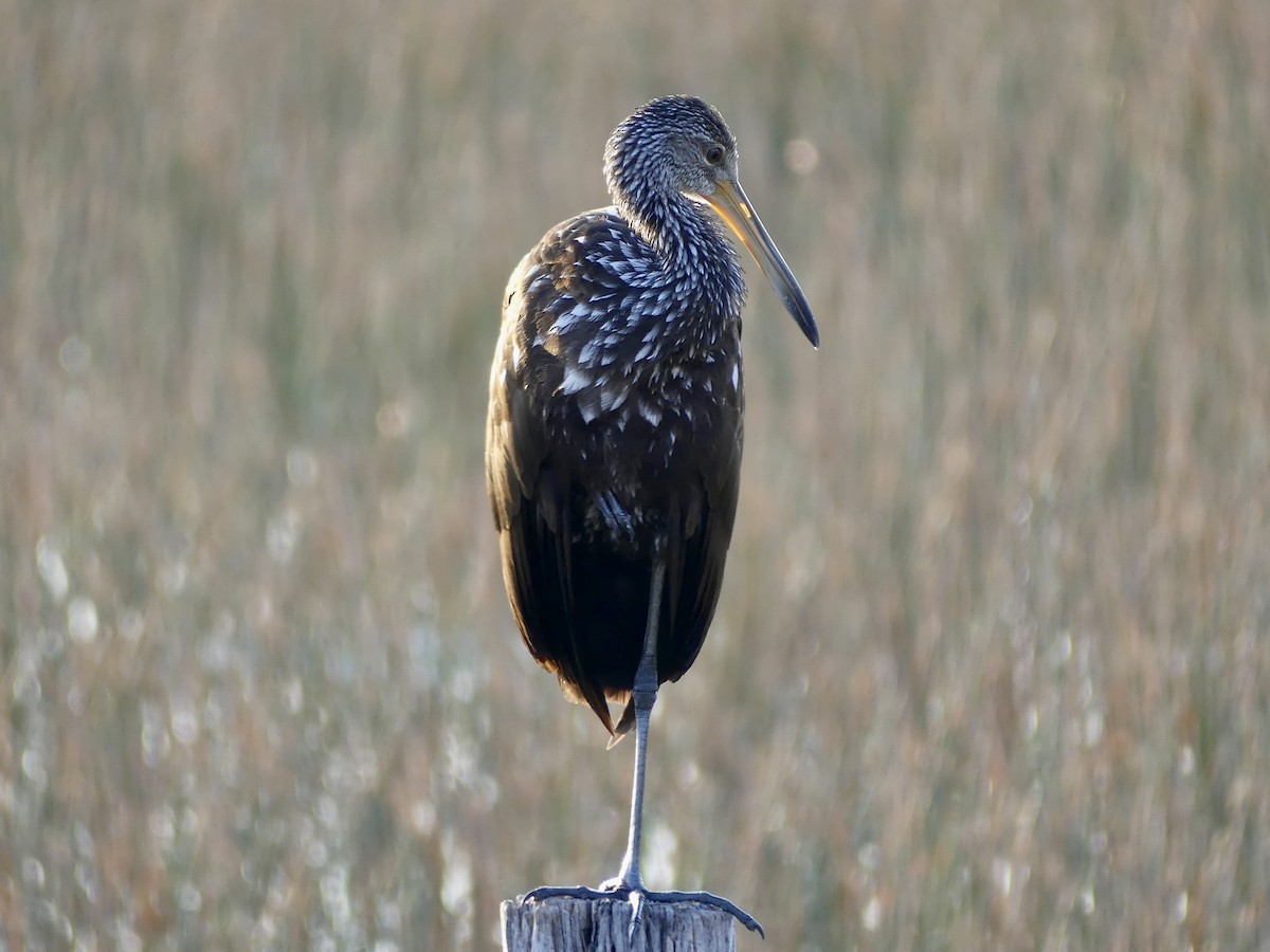 Limpkin - ML646273119