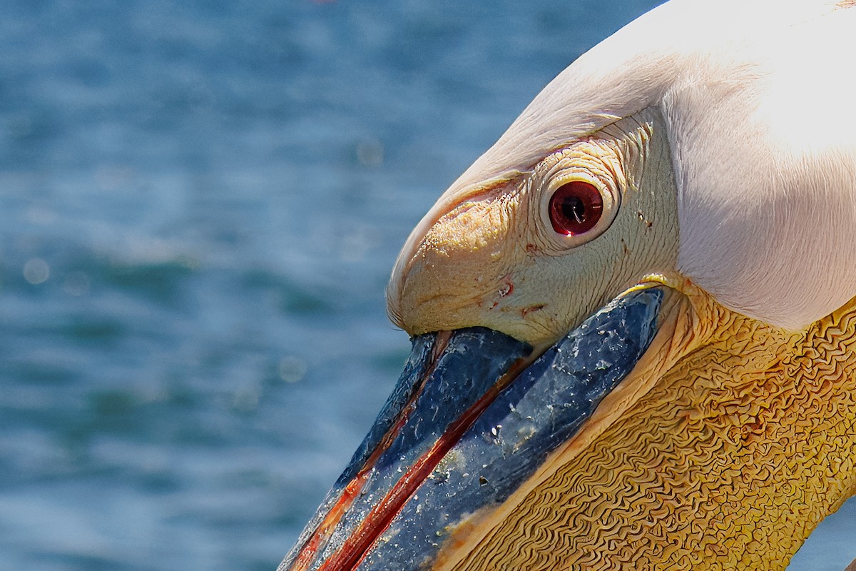 hvitpelikan - ML646273120