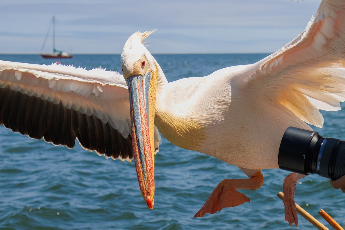 hvitpelikan - ML646273121