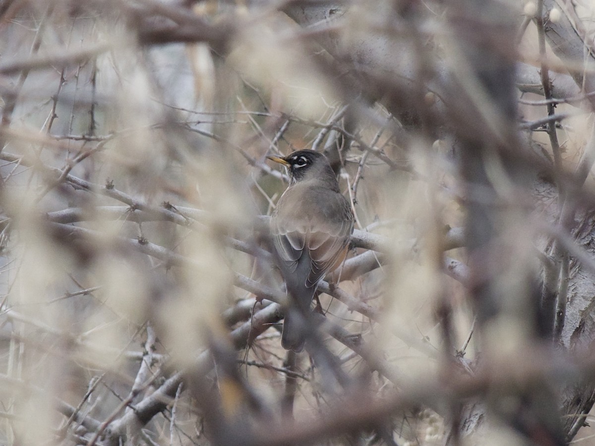 American Robin - ML646273122