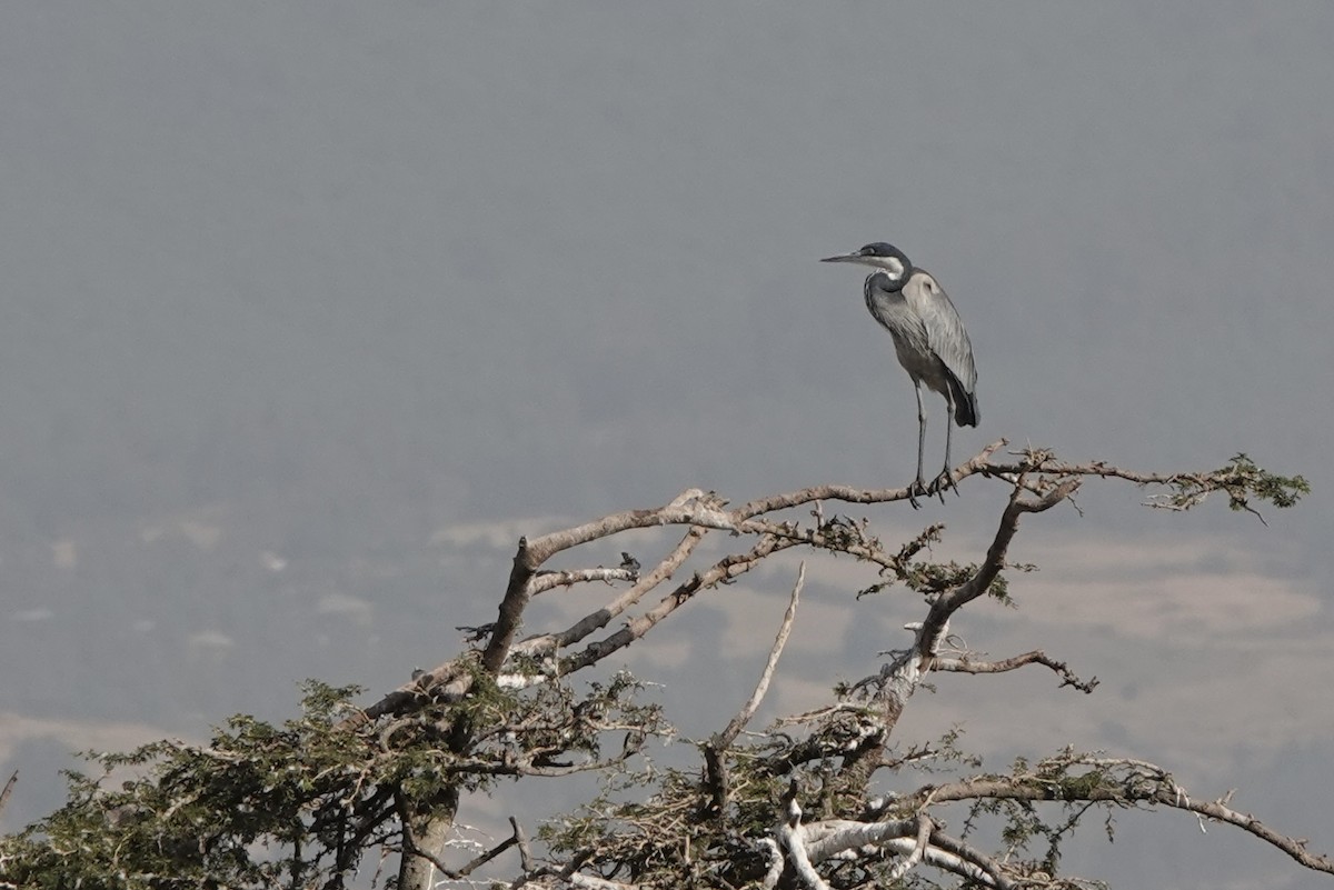 Héron mélanocéphale - ML646273124