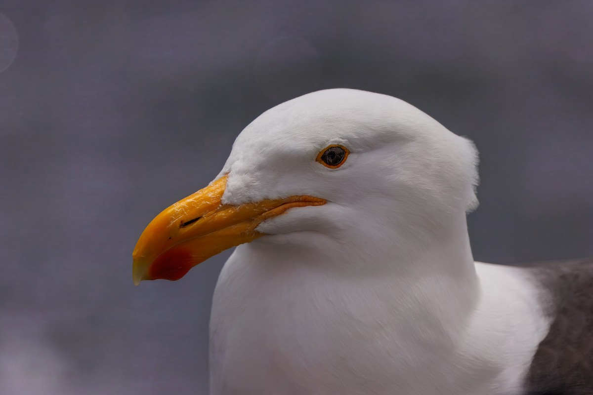 taremåke - ML646273125