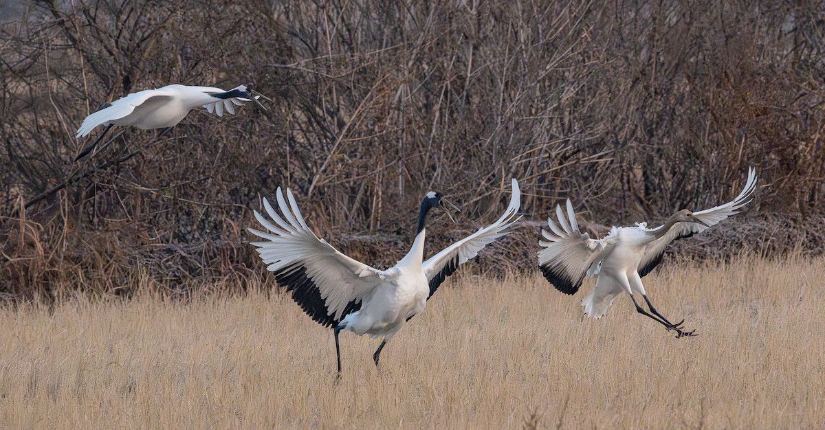 Grue du Japon - ML646273126
