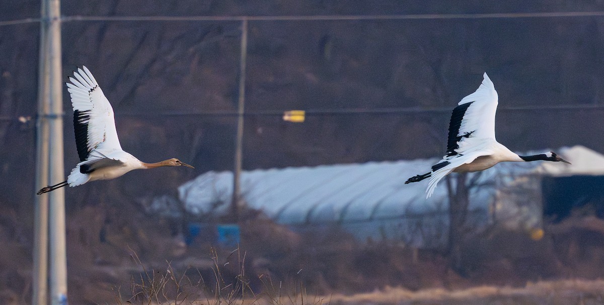 Grue du Japon - ML646273127