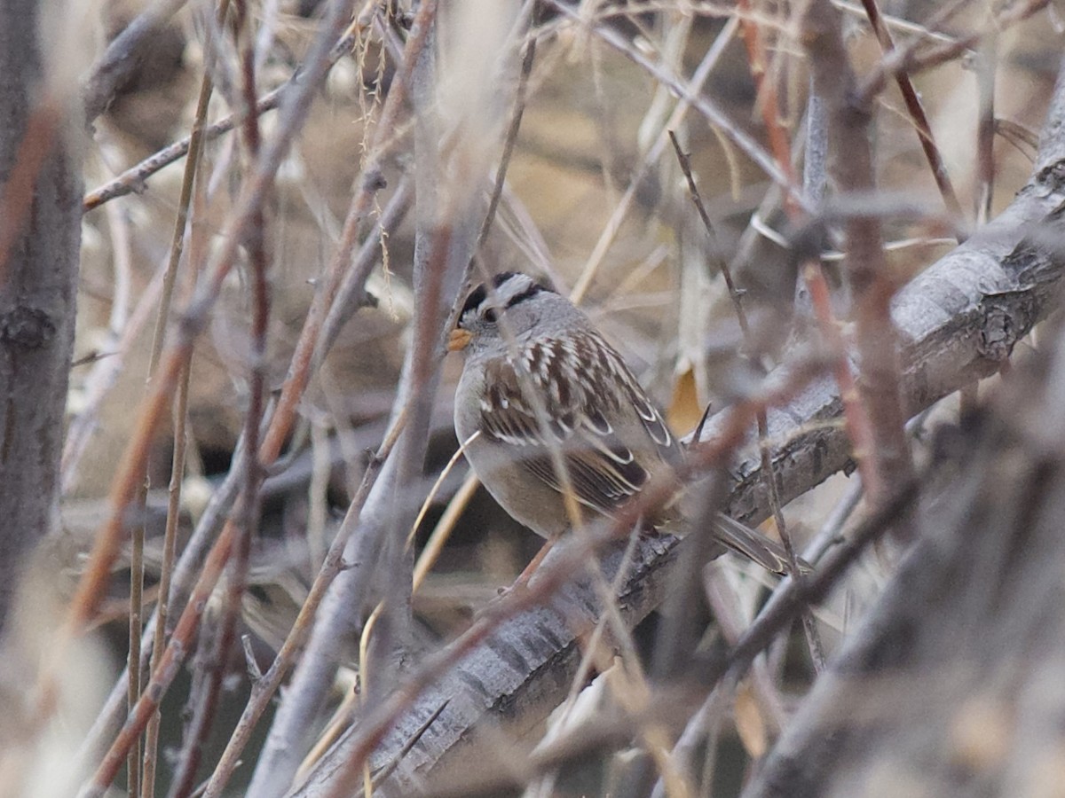 hvitkronespurv - ML646273130