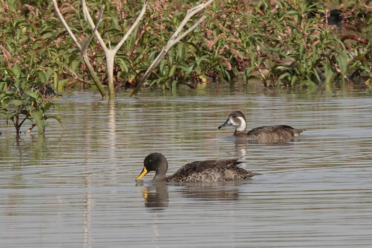 fløyelsand - ML646273132