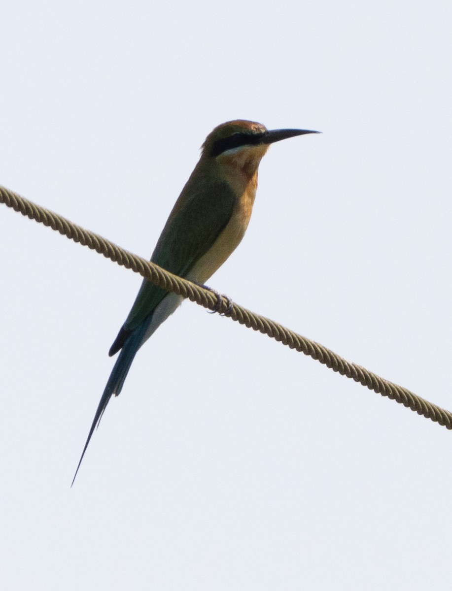 blåstjertbieter - ML646273133