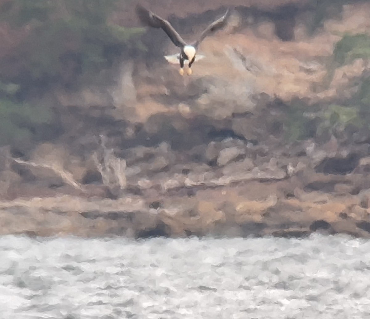 hvithodehavørn - ML646273134