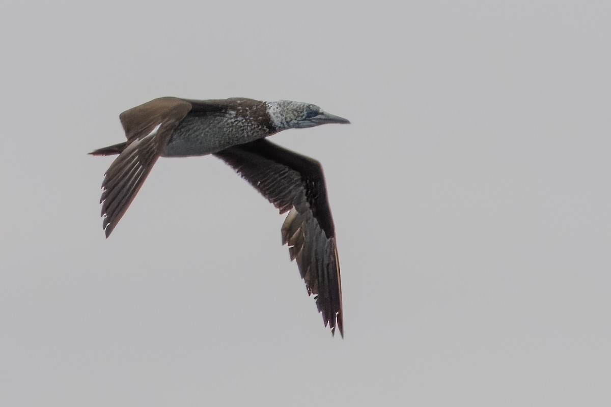 kappsule - ML646273136