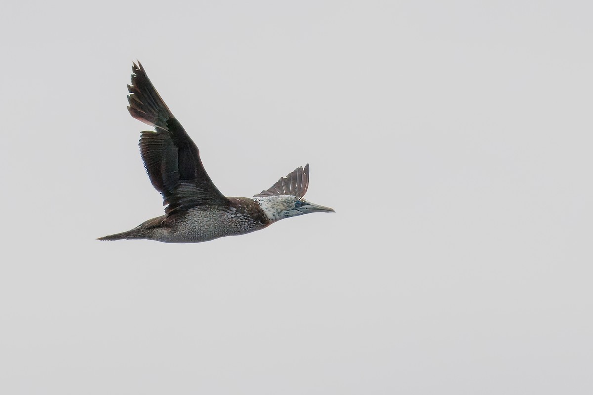 kappsule - ML646273137